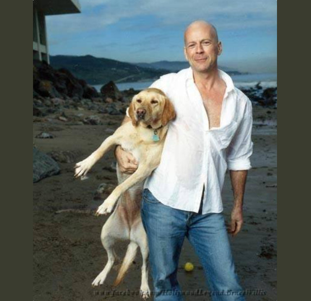 Bruce Willis' Heartwarming Tale How Dogs Became His Lifeline Cktnew